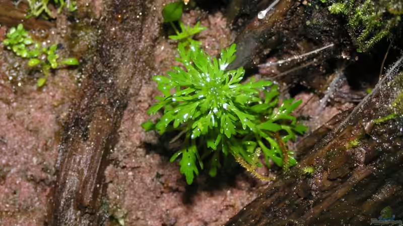 Limnophila sessiliflora, dahinter sieht man Pogostemon erectus, Javafarn und Rotala rotundifolia, in dieser Reihenfolge von unten nach oben.  von Bojo (9)