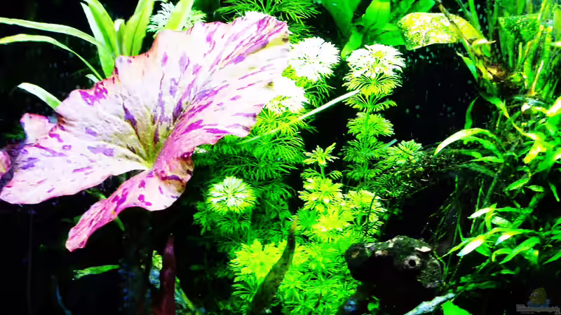 Limnophila sessiliflora gedeiht gut 21.07.2018 von Reiner Dr. Med. Jesse (67)