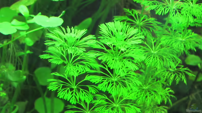 Limnophila sessiliflora (nicht mehr im Becken) von Tigerlotus (34)