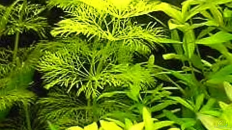 Limnophila sessiliflora von Bruno Berchtold (12)