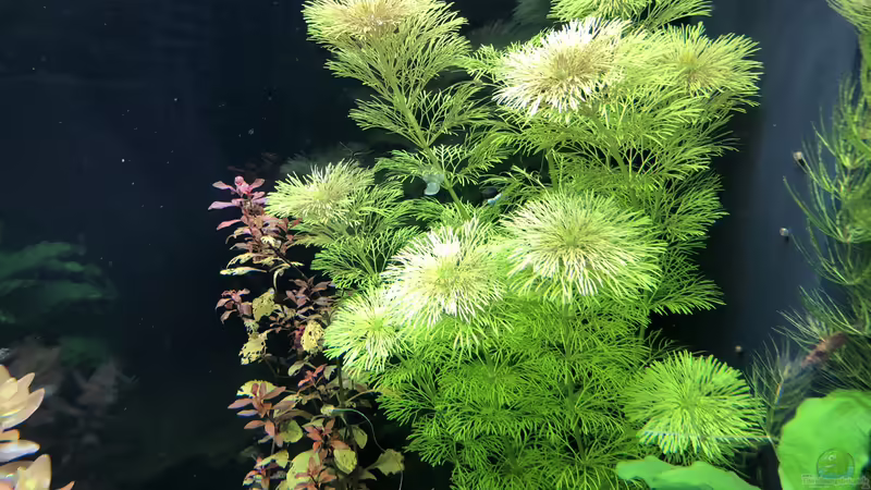Limnophila sessiliflora von Kamelot (4)