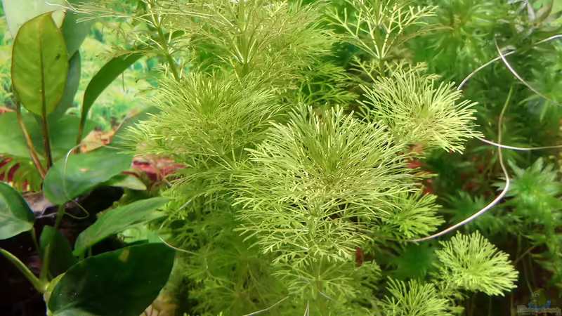 Limnophila sessiliflora von Lily (23)