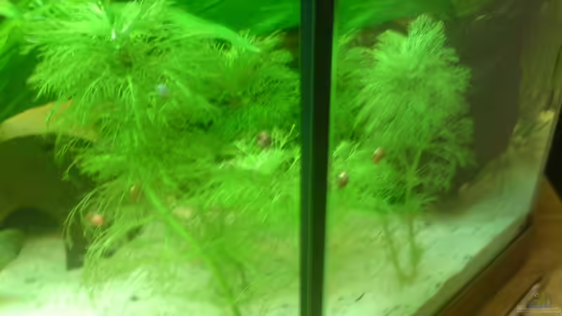 Limnophila Sessiliflora von Manuel Brandt (13)