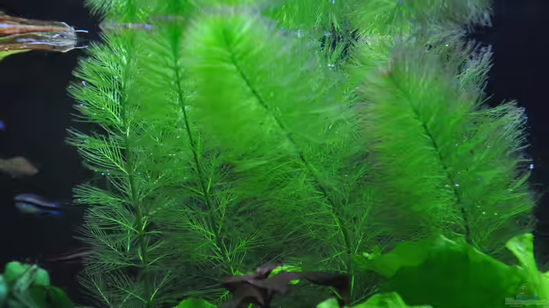 Limnophila sessiliflora von Michael Z. (14)
