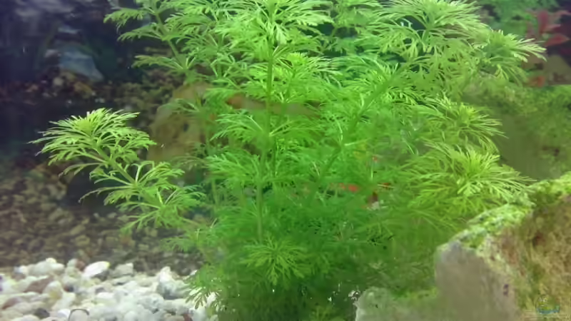 Limnophila sessiliflora von Thomas Höppner (9)