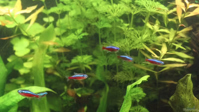 Limnophila sessiliflora von urml87 (18)