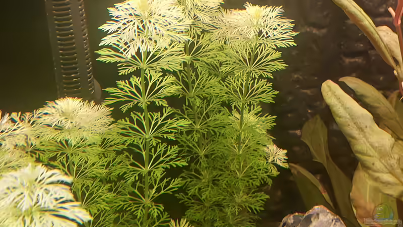 Limnophila sessiliflora im Aquarium pflanzen (Einrichtungsbeispiele mit Kleine Ambulia)