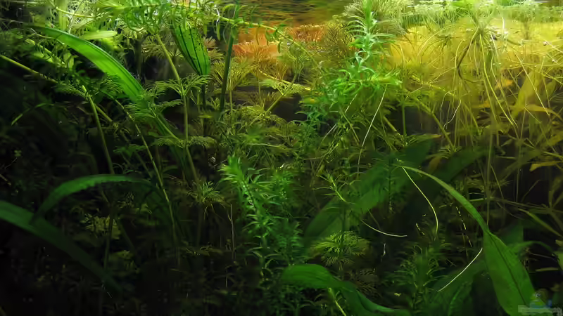 Limnophila und Wasserpest von Marlone (11)