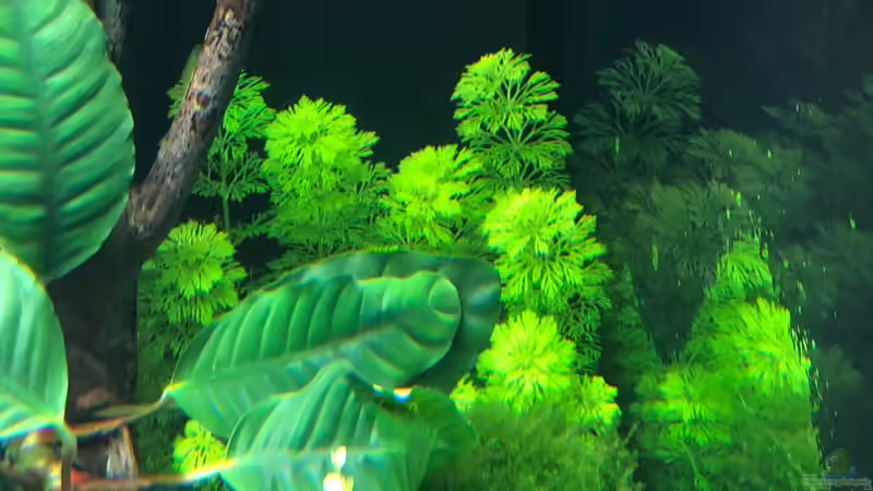 Limnophilia sessiflora von Sergio Bandeiras (7)