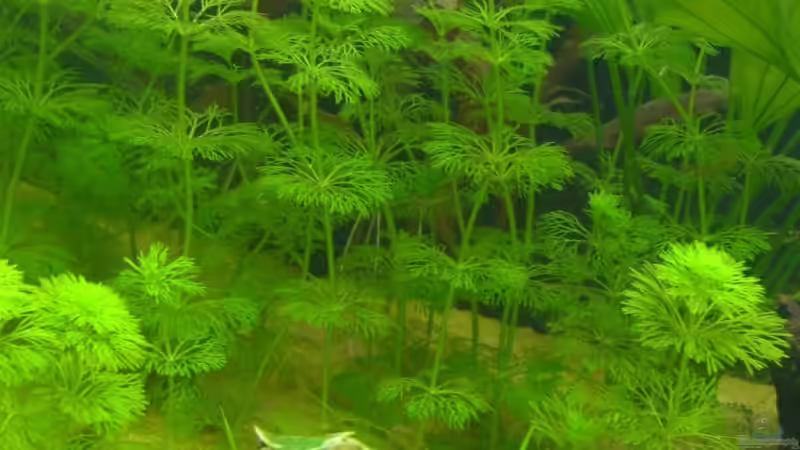 Limnophilia sessiliflora (4.6.2008) von Domi (13)