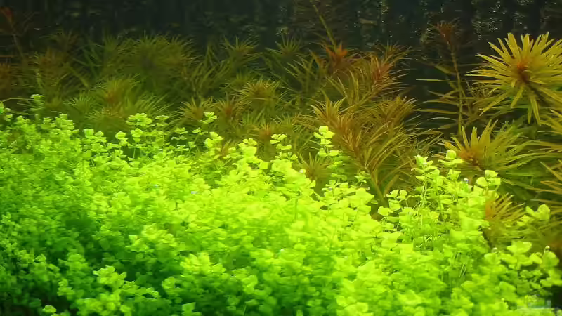 Limnopholia aromaticoides und Micranthemum umbrossum von Frank Joseph (4)