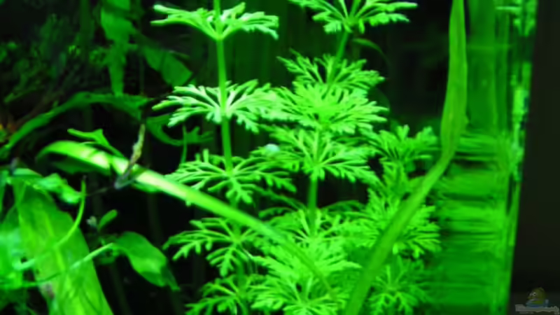 Limnopholia Sessiflora von Bojo (2)