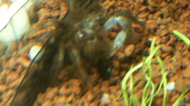 Limnopilos naiyanetri von Flevus (16)