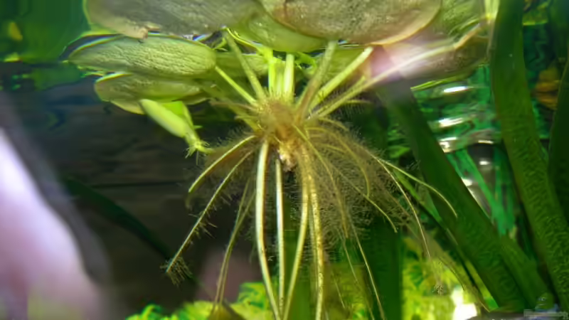 Limobium Laevigatum ( Froschbiß ) von Ingeborg Bohry (8)