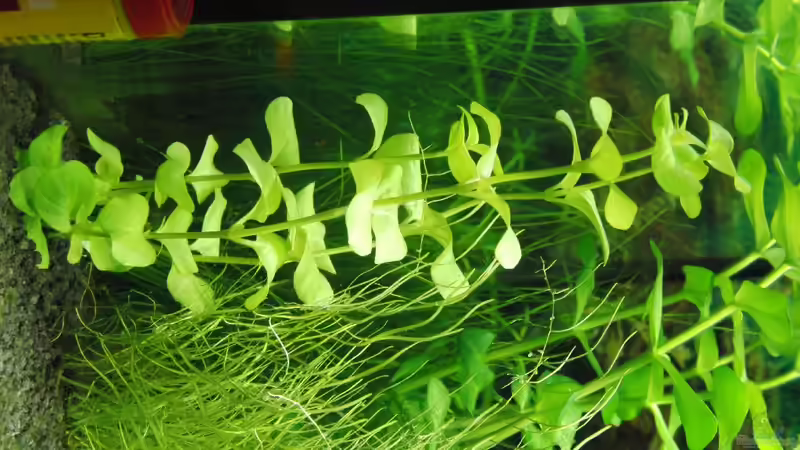 Limophylla aquatica von Oberregenwurm (9)