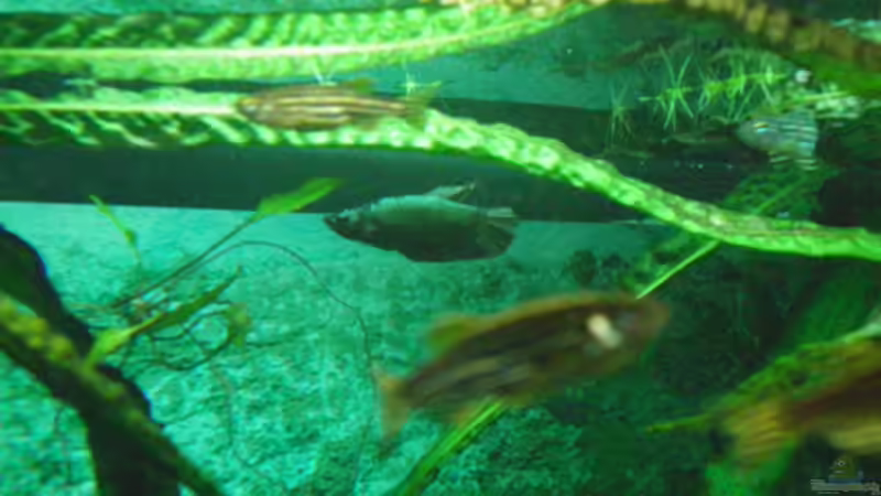 Lina... von Thomas Ahrens (24)