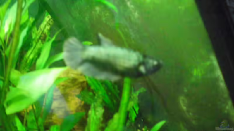 Lina, leicht verschwommen... von Thomas Ahrens (23)