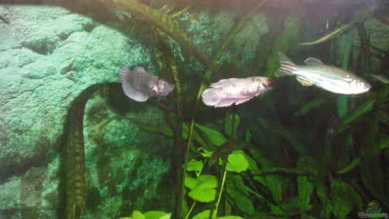 Lina & Klara - Leider mit Blitz von Thomas Ahrens (25)