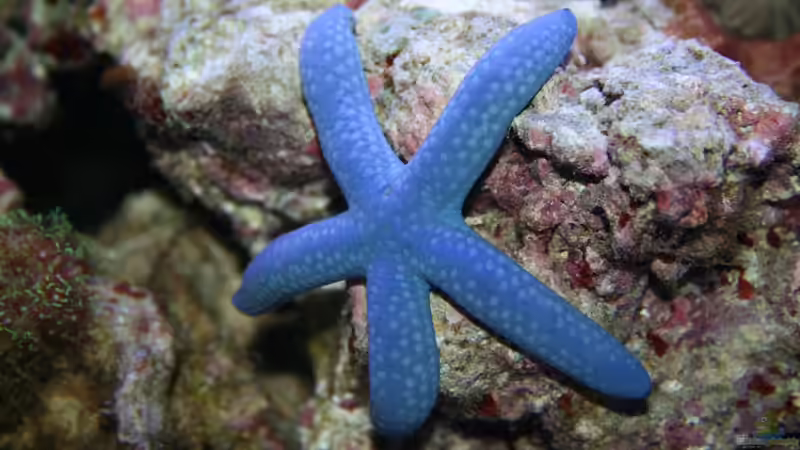 Linckia laevigata im Aquarium halten (Einrichtungsbeispiele für Blauer Seestern)