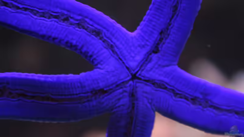 Linckia laevigata im Aquarium halten (Einrichtungsbeispiele für Blauer Seestern)