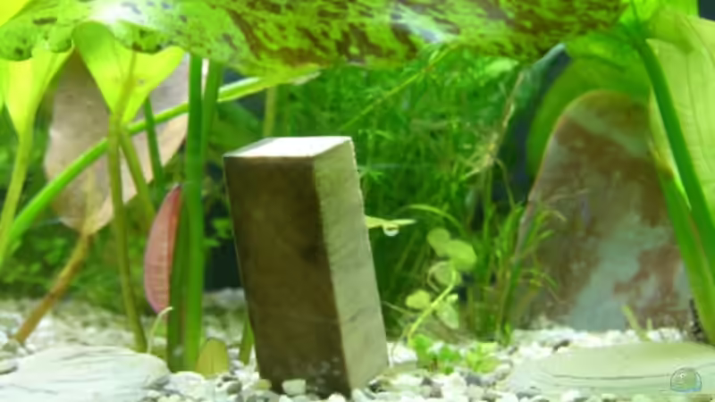 Lindenholzausströmer von Alexander Eckel (25)