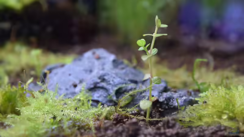 Lindernia rotundifolia Variegated von Junglist (8)