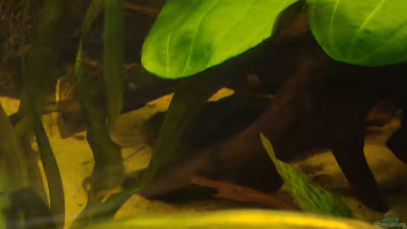 Linendornwels von Pülschi 87 (37)