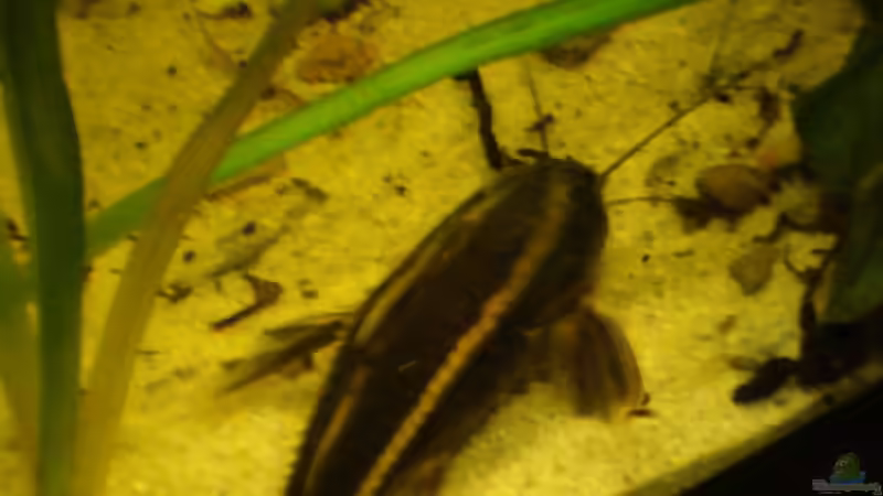 Linendornwels von Pülschi 87 (41)