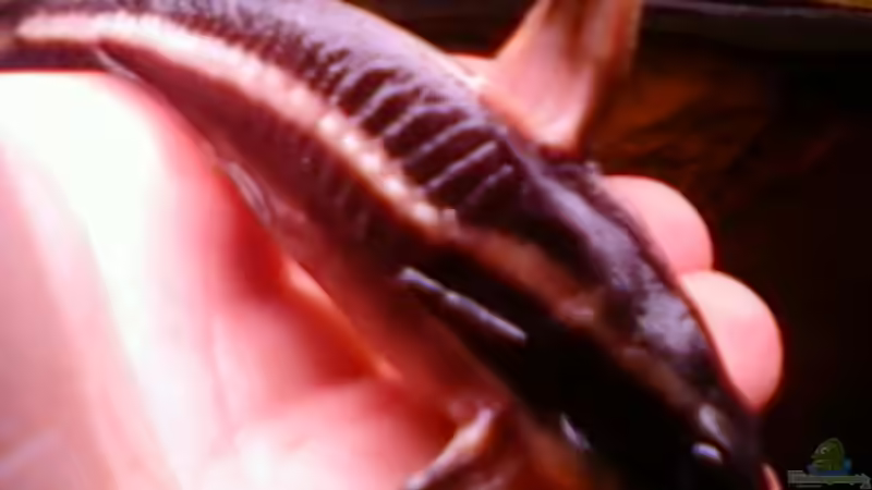 Einrichtungsbeispiele mit Liniendornwelsen (Platydoras costatus)