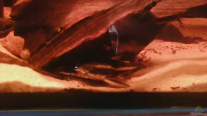 Liniendornwels von holzmichel (17)