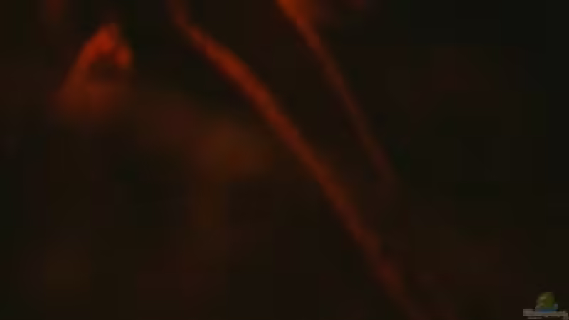 Liniendornwels von holzmichel (22)