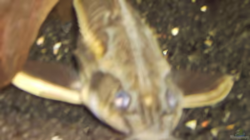 Einrichtungsbeispiele mit Liniendornwelsen (Platydoras costatus)