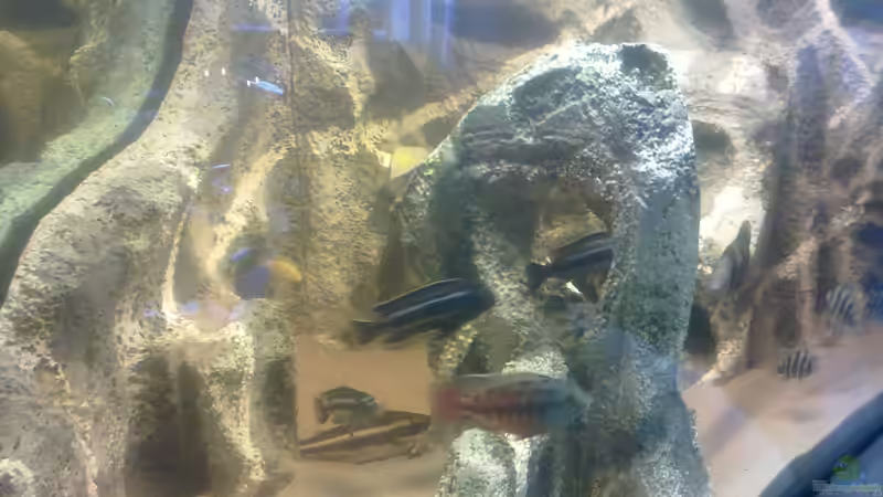 Einrichtungsbeispiele mit Liniendornwelsen (Platydoras costatus)