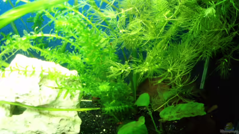 linke  Seite von Der Engländer (3)