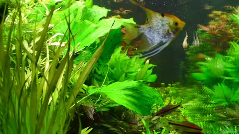 Linke.Ansicht_Dez.2013 von Daniela (3)