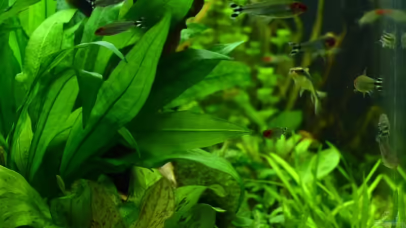 Linke Ansicht von Daniela (2)