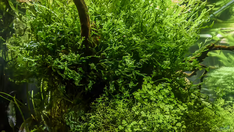 linke Ansicht von JARB (11)