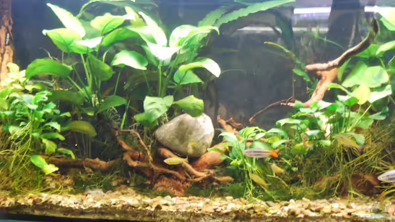 Linke AQ Hälfte Dezember 2018 von schmitzkatze (2)