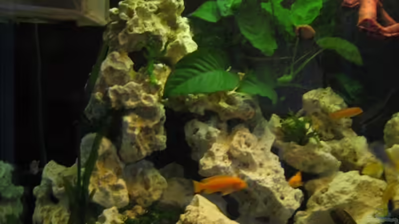 linke Aquarien Seite mit dunklerem Licht von Sky1706 (12)