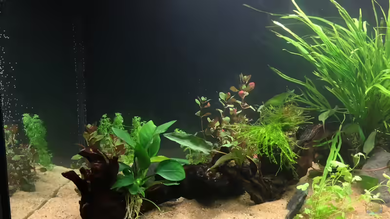 Linke Aquarienhälfte von franky2608 (3)