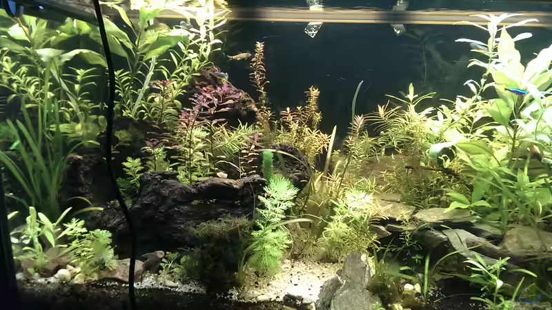 linke Aquarienseite bis mitte von Pseudoym (5)