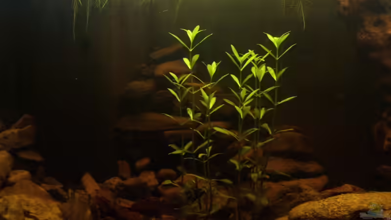 Linke Aquarienseite von fnordix (2)