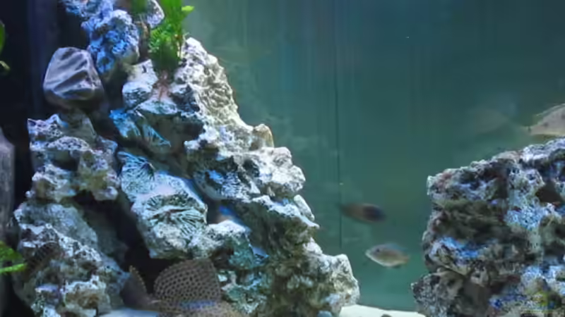 LINKE AQUARIUM H??LFTE MIT WELS UND FRYERIE von Marvin Michel (5)