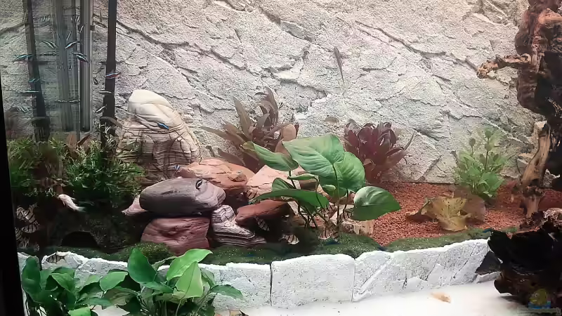 linke Aquariumseite von Florian Kallinger (2)