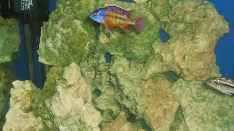 Linke Becken ecke mit Strömungspumpe im Hintergrund von Andre Herzog (7)