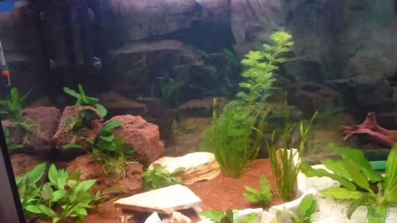 Linke Becken Seite von Andiman (4)