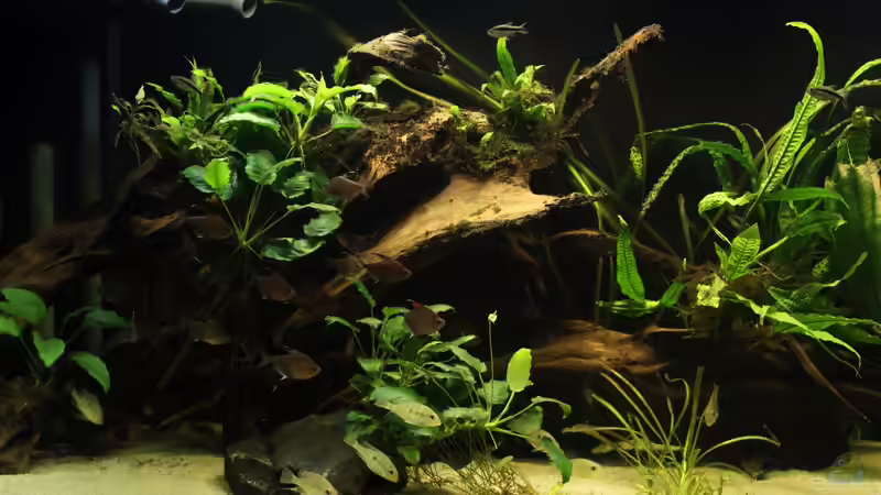 Linke Beckenhäfte von Tim E. (13)