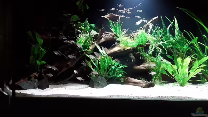 Linke Beckenhälfte 01.05.18 von Tim E. (8)