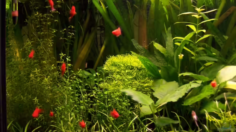 Linke Beckenhälfte 1.3.2007 von Sebastian Seibold (4)