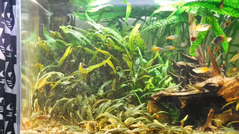 Linke Beckenhälfte bis 10.05.2018 von schmitzkatze (6)